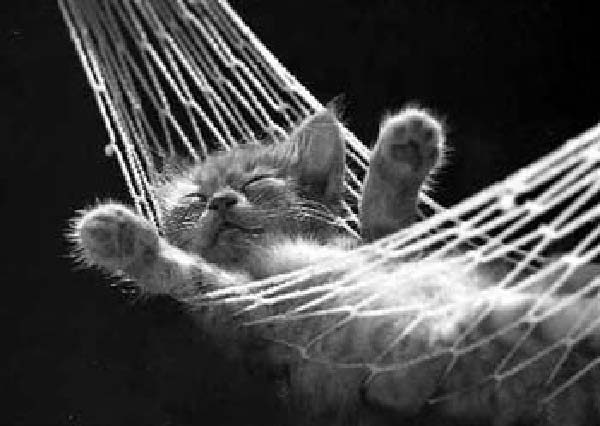 Chat Dodo-humourenvrac